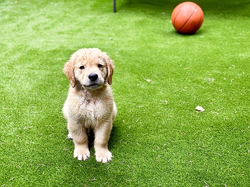 ゴールデンの子犬と人工芝のお庭