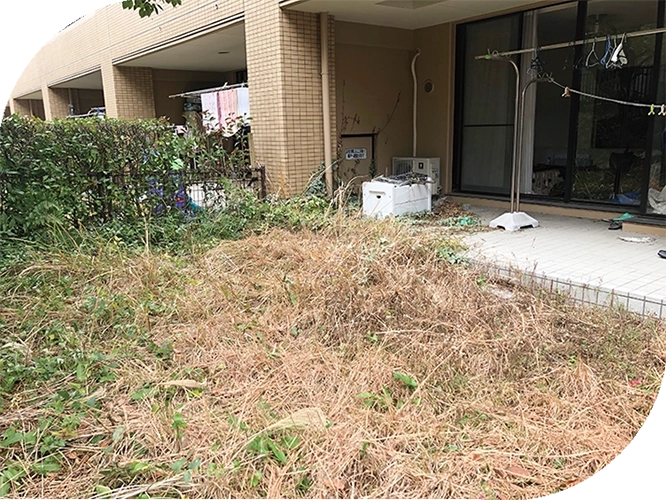荒れた天然芝