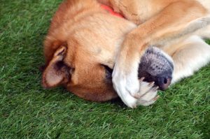 芝で寝る犬