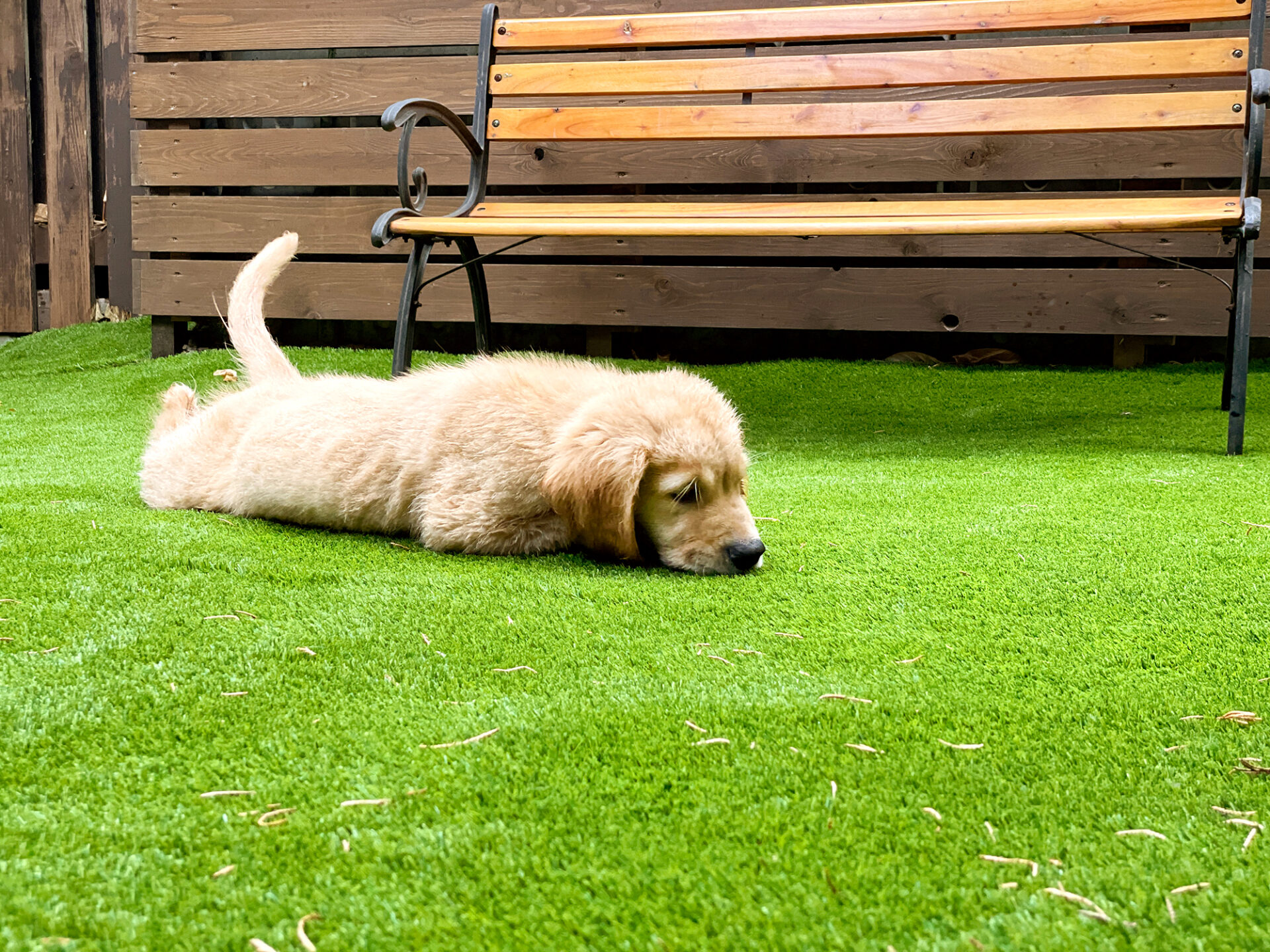 人工芝の上で横たわる犬