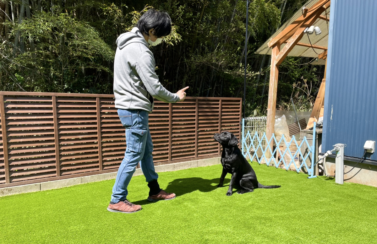 人工芝の上で遊ぶ飼い主と犬
