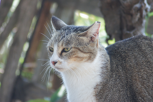 不機嫌そうな猫