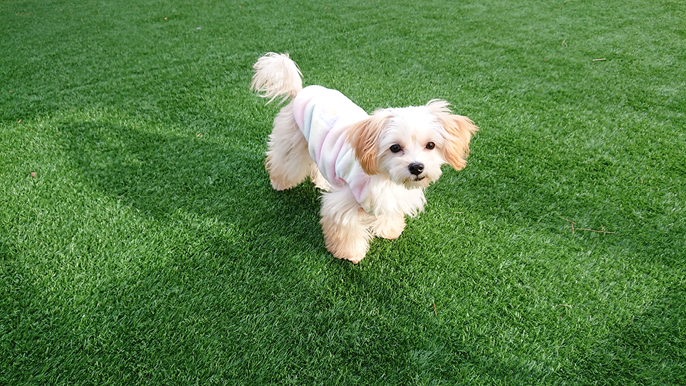 ペット専用人工芝とワンちゃん