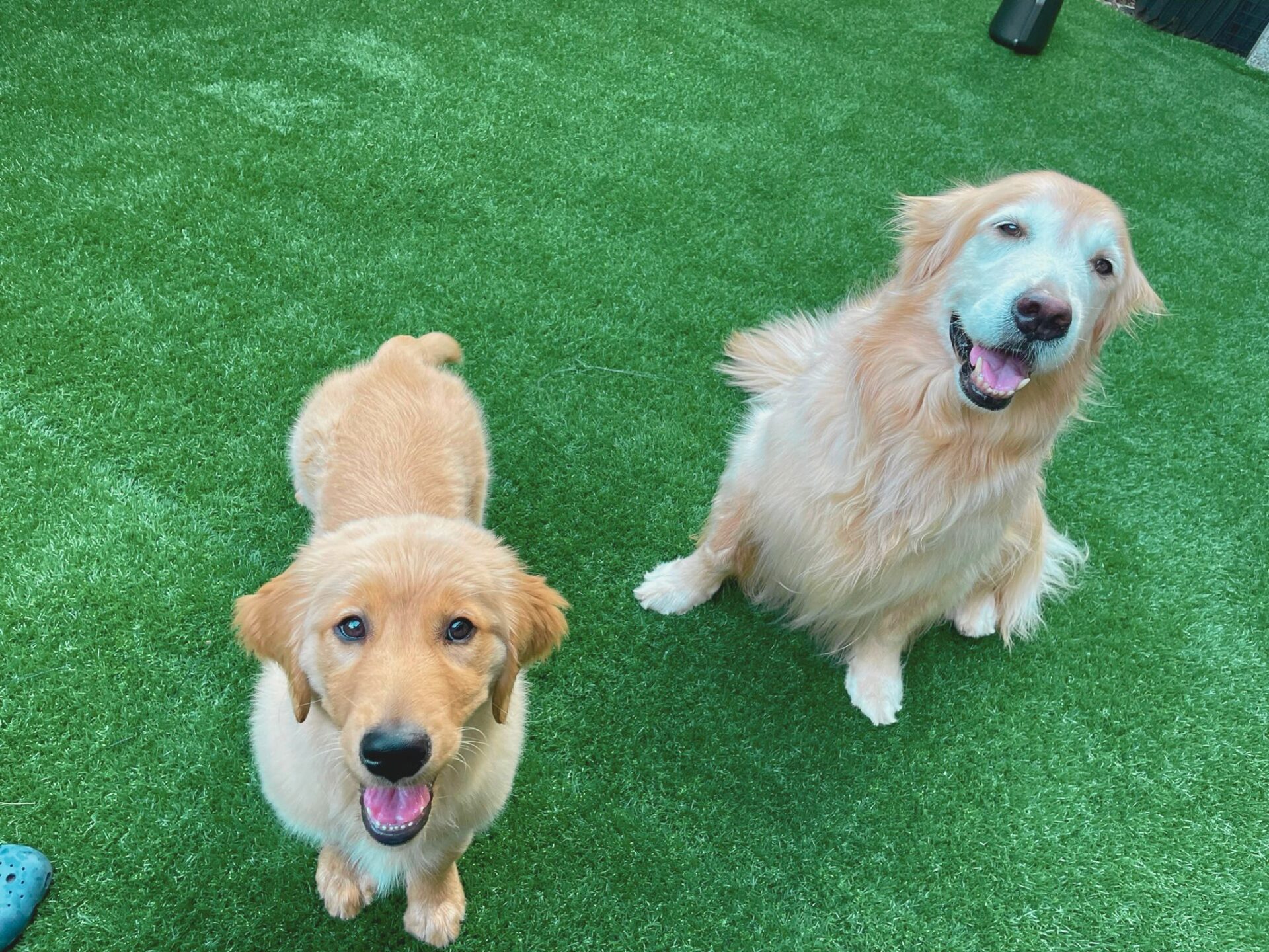 ペット専用人工芝と大型犬