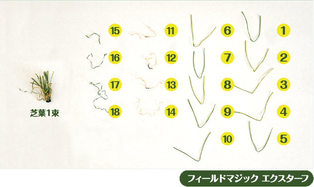 1束あたりの芝葉の本数を数える