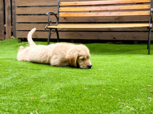 犬は人工芝を食べてしまう？人工芝の安全性や犬におすすめの選び方とは？