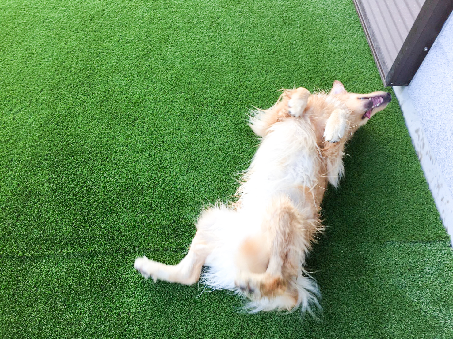 人工芝の上で寝転ぶ犬